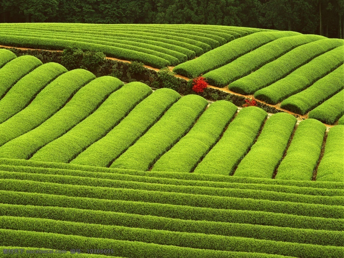 茶園 旅游攝影 攝影圖庫(kù) bmp 自然景觀 田園風(fēng)光