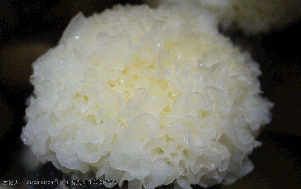 銀耳 金瑩 剔透 潤(rùn)白 純白 生物世界 其他生物