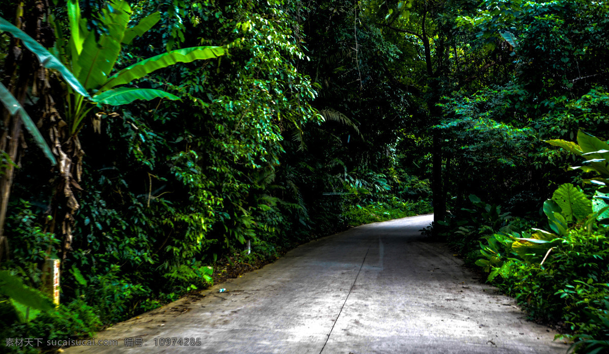 雨林公路图片 热带雨林 海南 森林公路 雨林国家公园 自然景观 自然风景