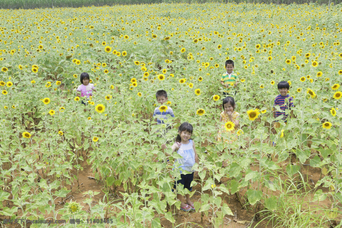 向日葵 地里 小朋友 兒童世界 可愛兒童 小孩子 小孩兒 可愛 小學(xué)生 小女孩 小男孩 兒童幼兒 兒童圖片 人物圖片