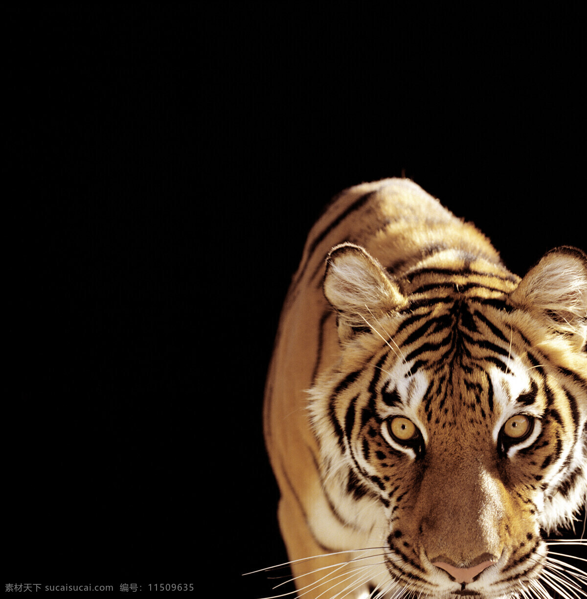 华南虎 吊睛白额虎 老虎 动物 凶猛 野生动物 生物世界