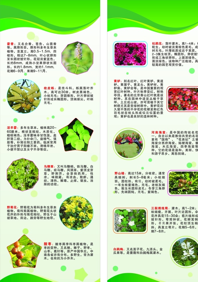 野生植物保护 野生植物 植物保护 植物简介 珍稀植物 植物海报 植物分类