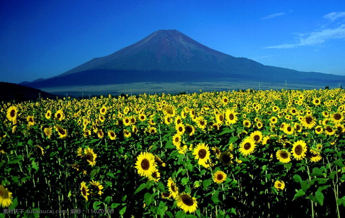日本 富士山 花卉 风景 高清 日本富士山 向日葵 太阳花 黄色 花朵