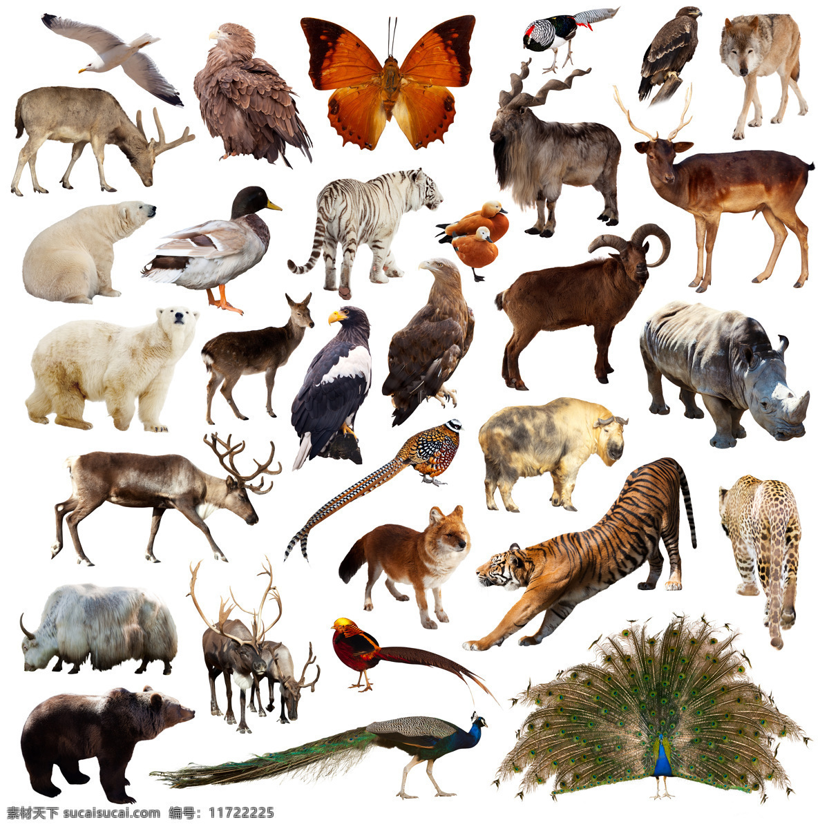 野生动物 飞禽 高清 31种 野生 动物 生物世界