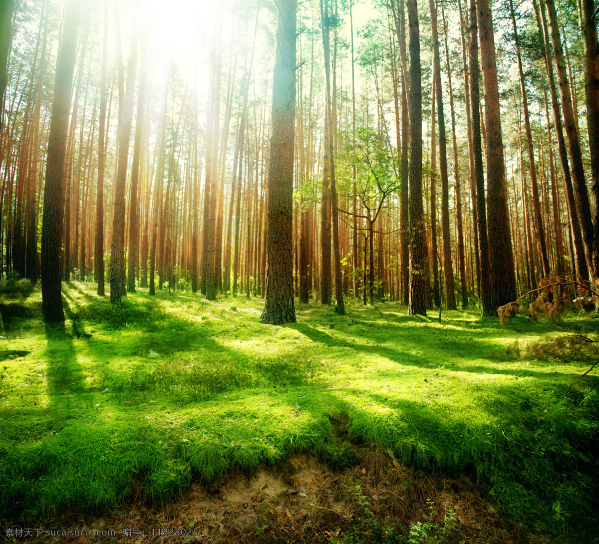 迷雾森林之光 阳光 光线 森林 树林 迷雾 绿草 自然风景 自然景观