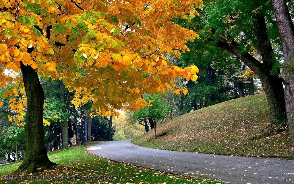 秋季 自然景觀 森林 金黃色 自然風(fēng)景