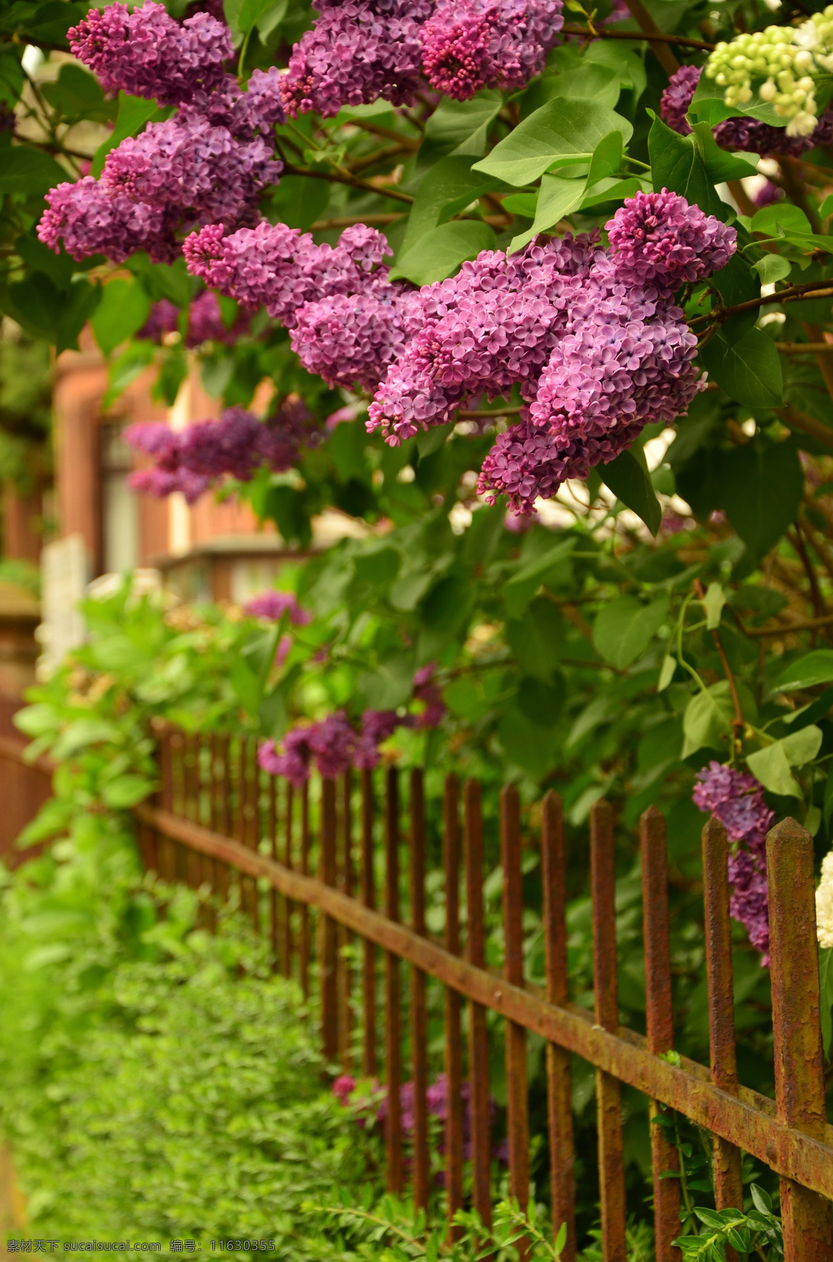 美丽 紫丁香 鲜花 美丽的紫丁香 紫丁香鲜花 花卉 花艺 花之物语 花朵 花瓣 生物世界 花草