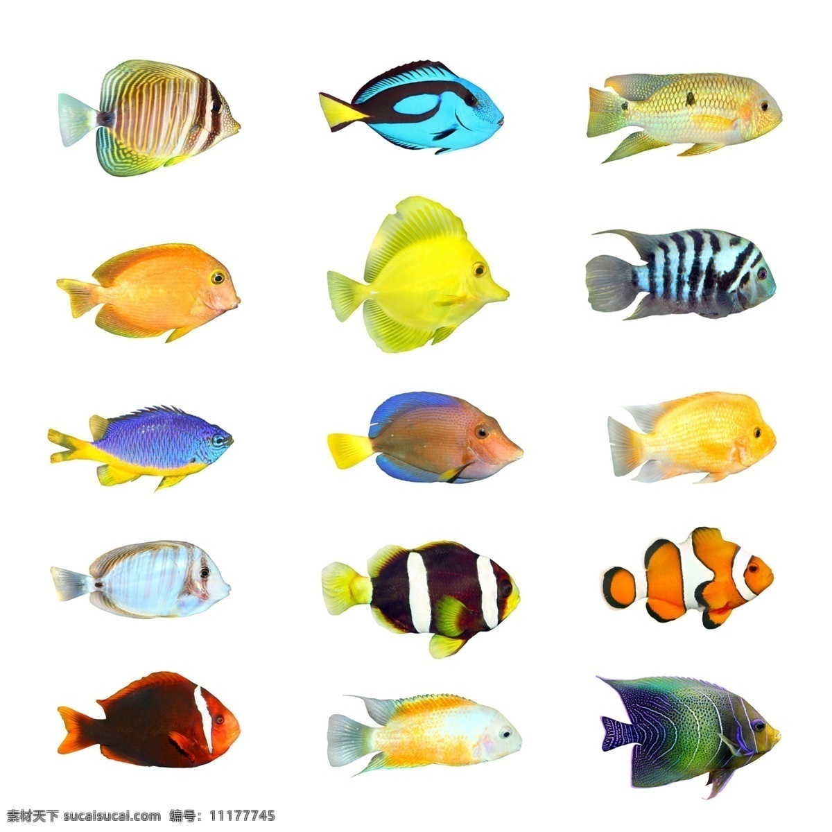 动物世界 热带鱼 鱼 彩色的鱼 动物 水世界 生物世界 野生动物