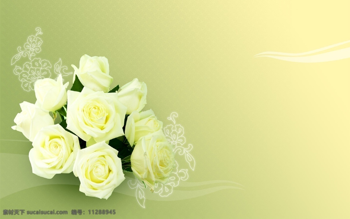 高清 经典 桌面 背景 白 玫瑰 白玫瑰 背景图片 设计图 桌面背景图片