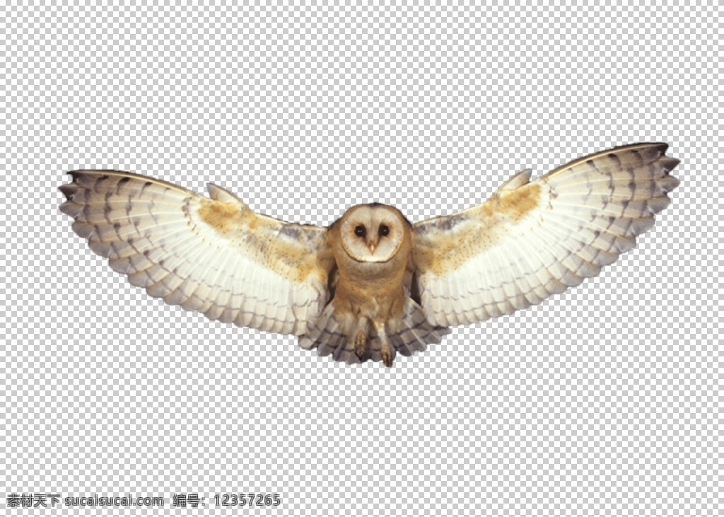 猫头鹰图片 猫头鹰 鸮 png图 透明图 免扣图 透明背景 透明底 抠图 生物世界 野生动物