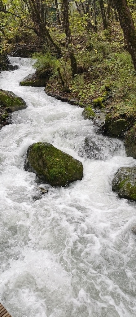 九寨溝圖片 九寨溝 水 樹 石頭 四川阿壩 旅行 風(fēng)光攝影 美景 自然景觀 山水風(fēng)景