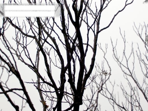 树枝免费下载 春夏秋冬 摄影图 树枝 韵律 自然景观 黑白对比 风景 生活 旅游餐饮