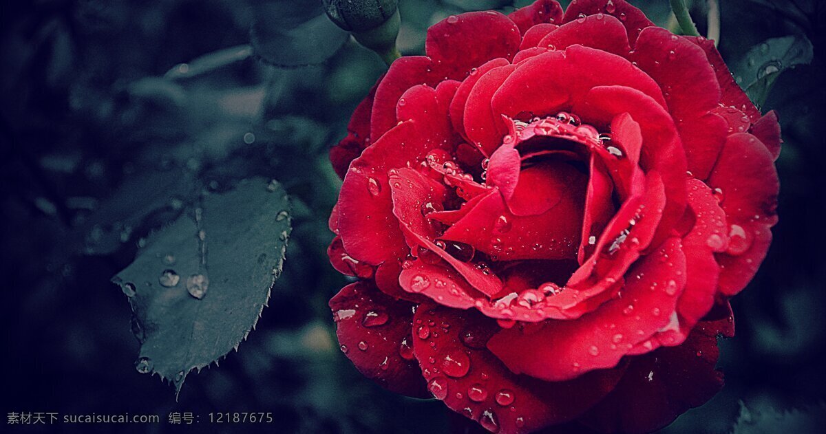 玫瑰花爱意 玫瑰 玫瑰花 爱意 情人 心语 浪漫 爱情 唯美 玫瑰情缘 生物世界 花草