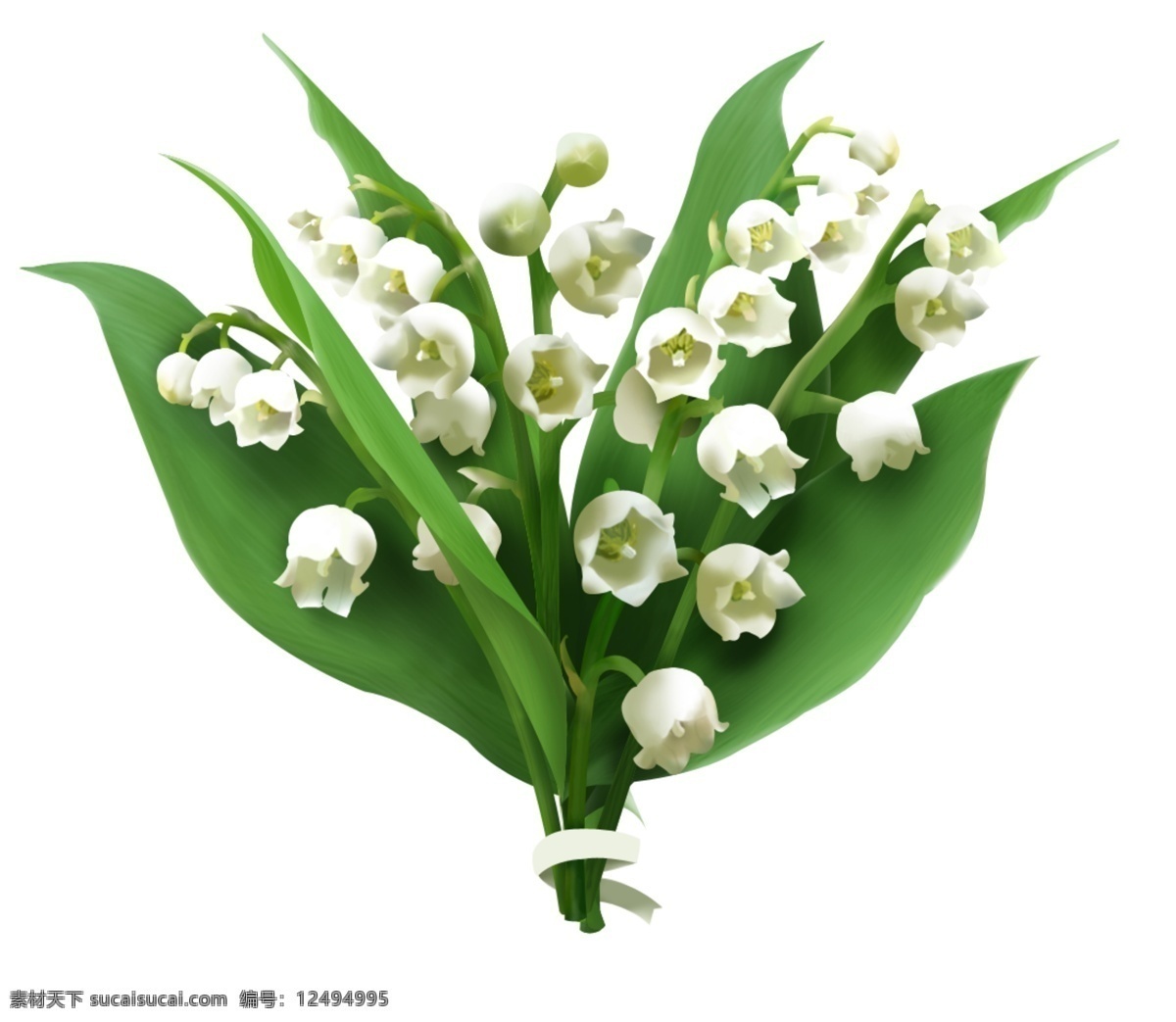 绿叶 白色 铃 兰花 免 抠 透明 图形 铃兰花元素 海报 广告 铃兰花海报图