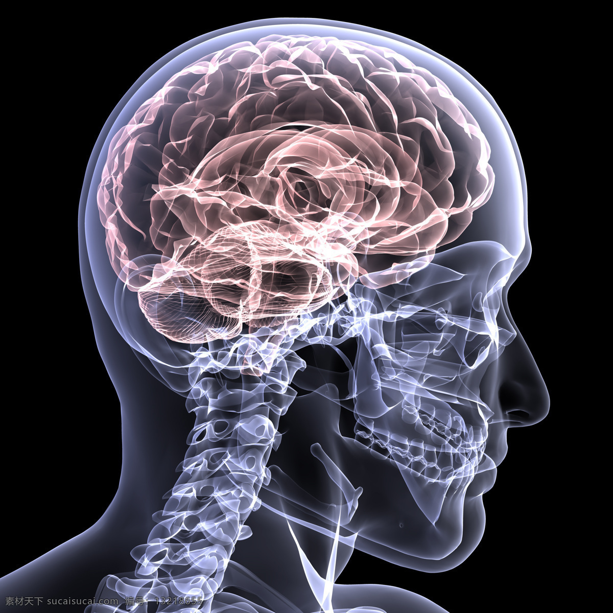 人体 透视图 结构 人体结构 器官 骨骼 脑部 脑海 医疗护理 现代科技