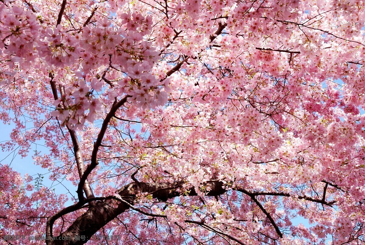 日本樱花图片 大岛樱 日本晚樱 樱花 樱花树 日本樱花 日本 旅游摄影