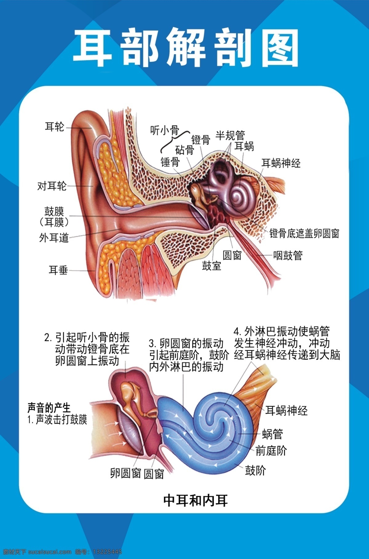 耳部解剖图 耳朵 结构图 五官挂图 海报 分层