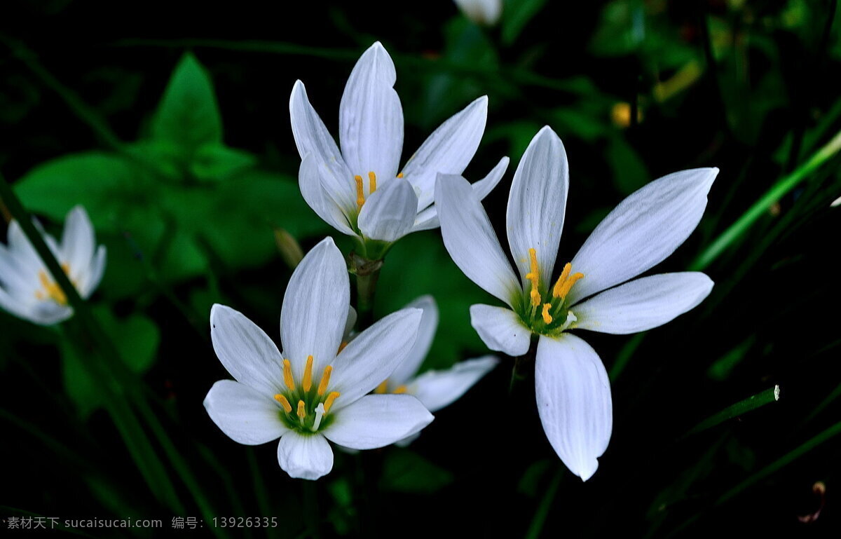 高清 白色 葱 兰花 白花 绿叶 植物 鲜花
