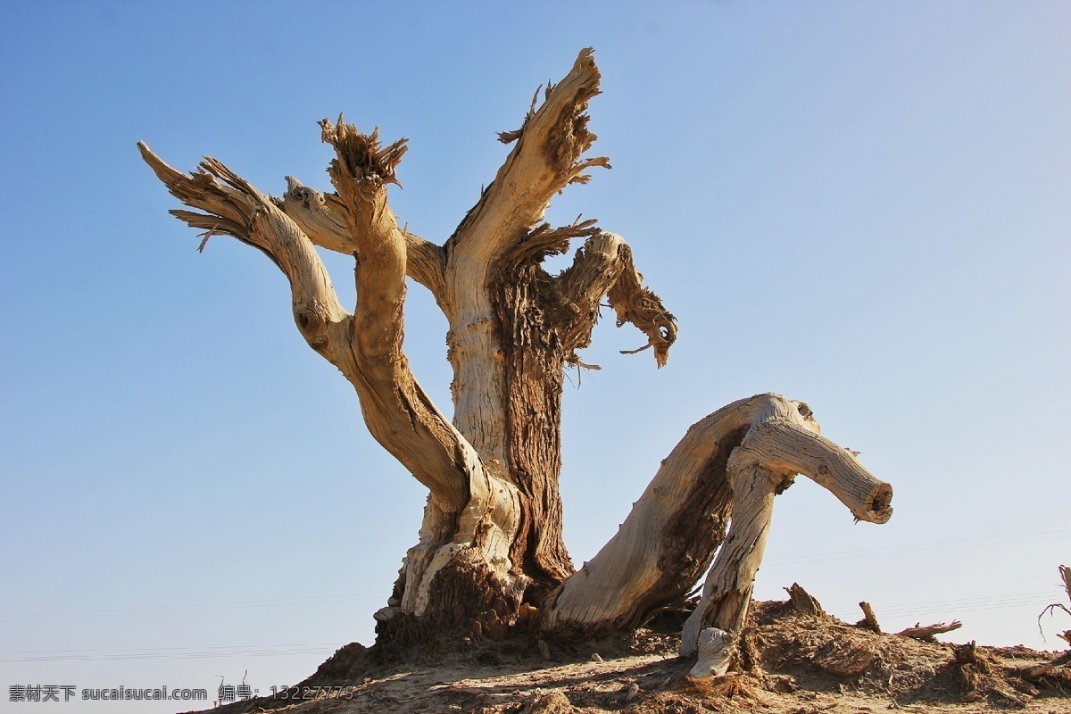 胡杨图片 中国 死亡 胡杨 森林 坚持 干枯的树干 树 自然景观 风景名胜