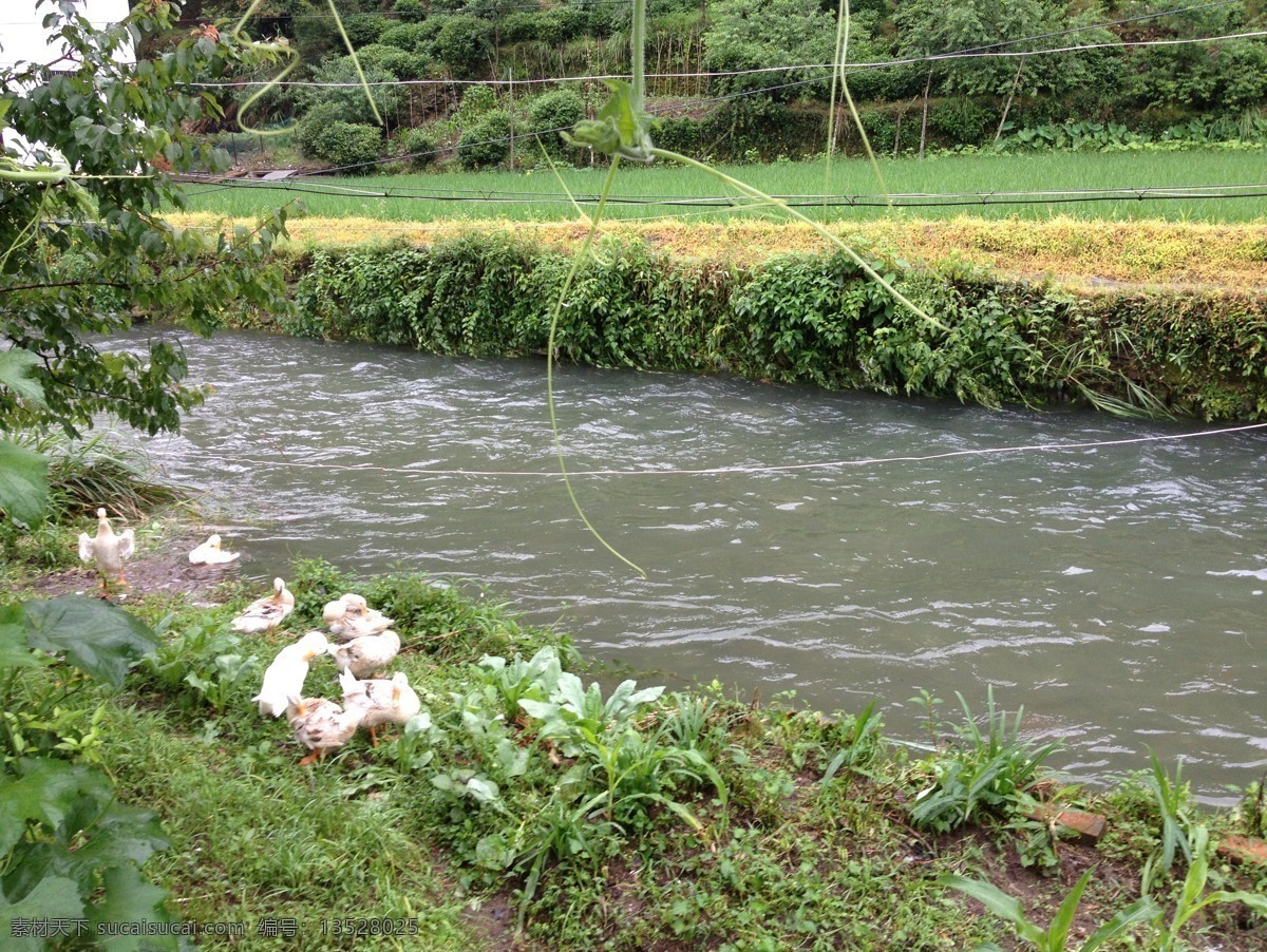 江西婺源 江西 婺源 河流 田園 動(dòng)物 國內(nèi)旅游 旅游攝影 灰色
