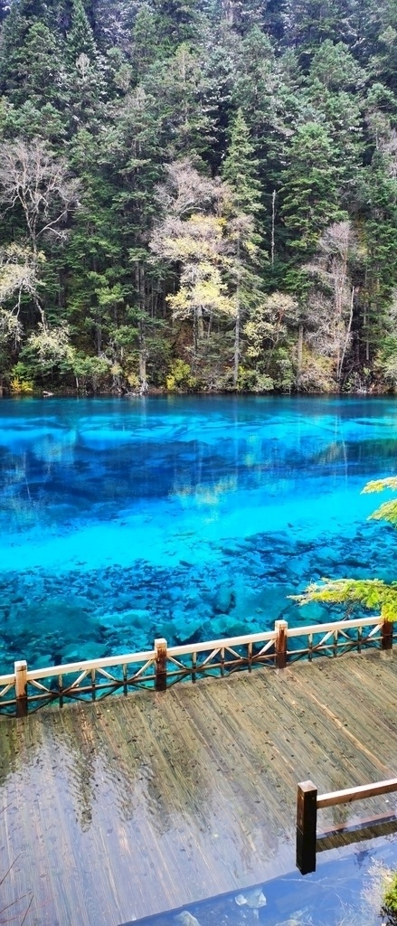 九寨沟 五彩池 树 旅行 美景 风光摄影 山水 四川阿坝 自然景观 山水风景