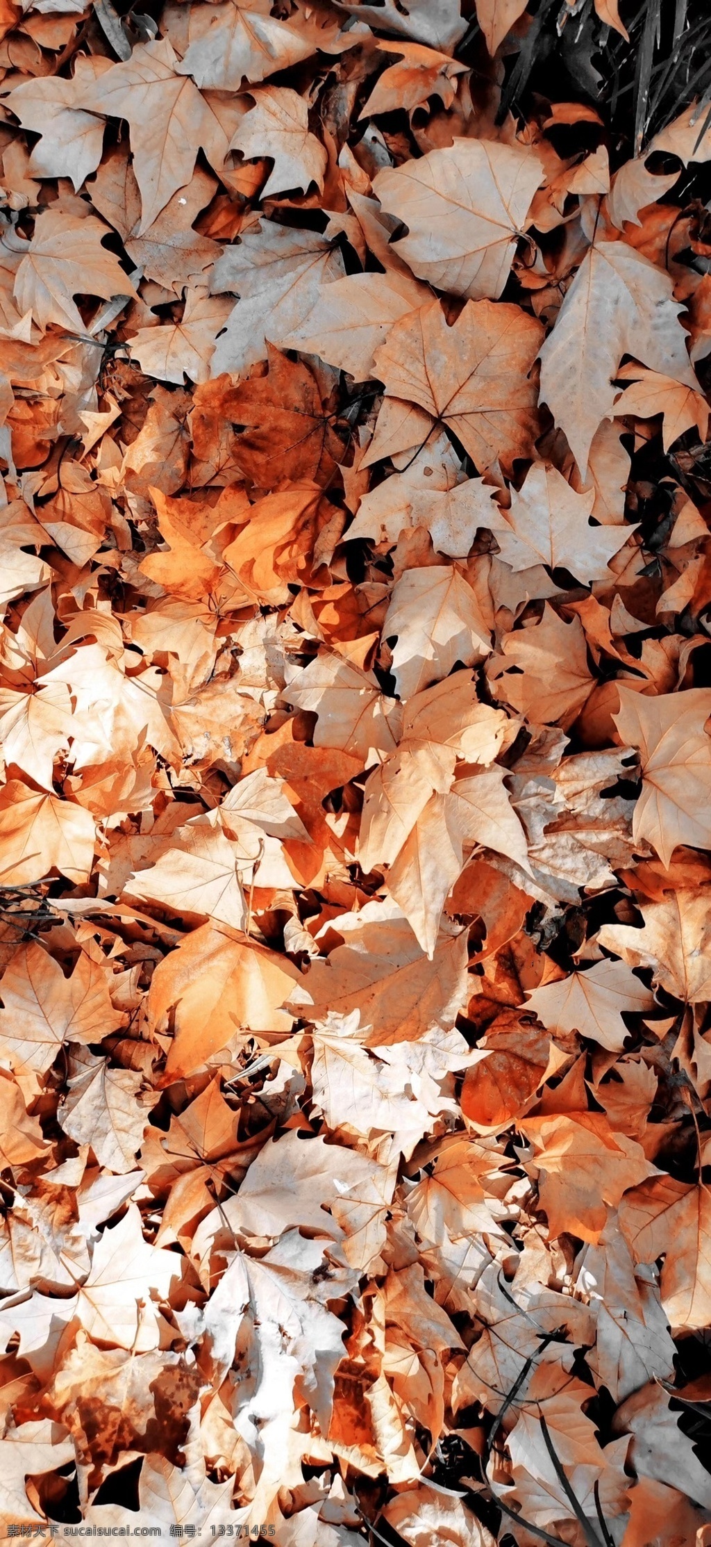 落叶图片 落 叶 秋天 季节 阳光 旅游摄影 自然风景