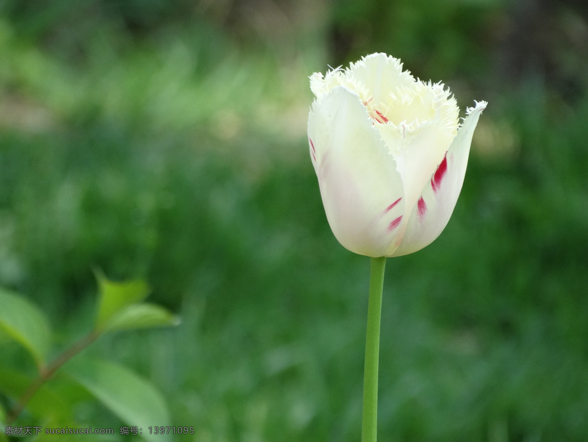北京植物园 鲜花 郁金香 鲜花郁金香 花卉 植物 绽放 颜色丰富多彩 花 园林 生物世界 花草