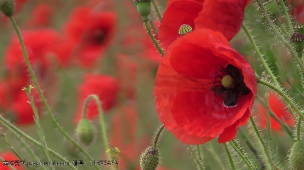 视频背景 实拍视频 视频 视频素材 视频模版 红色 花卉 背景 红色视频背景 花卉视频