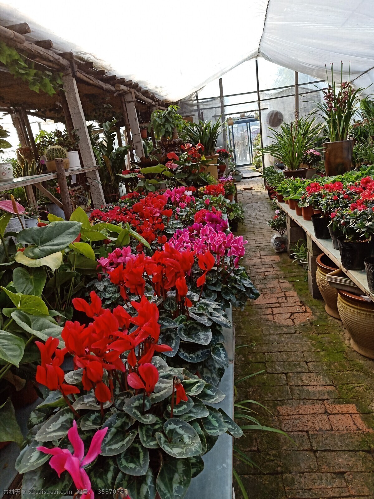 花卉温室大棚 花卉 温室 大棚 仙客来 盆栽 植物 绿植 自然景观 自然风景