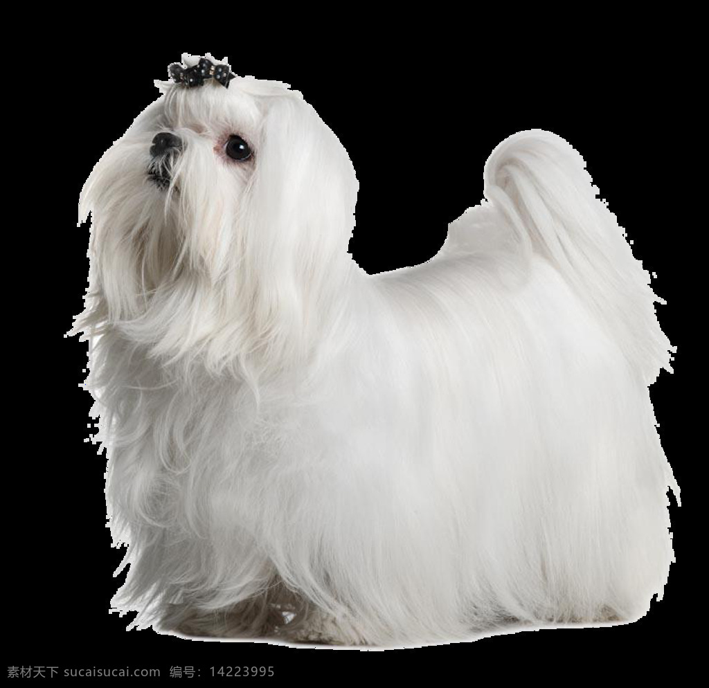 雪白 可爱 长毛 狗 产品 实物 白色宠物狗 白色小狗 产品实物 长毛狗 宠物狗 生肖狗