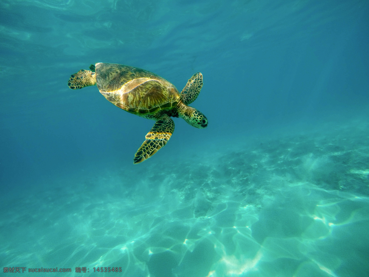 海洋生物海龜 海龜 烏龜 海洋生物 海底 動物 生物世界