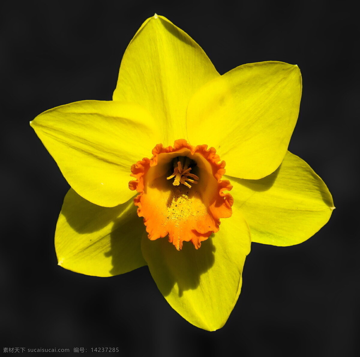 唯美 黄水 仙花 黄色 喇叭水仙花 黄花 黄色花朵 鲜花