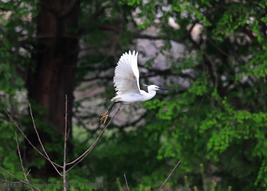 鸟类 白鹭 光秃秃的枝条 白色羽毛 展开的双翅 绿背景 虚化 黑色的喙