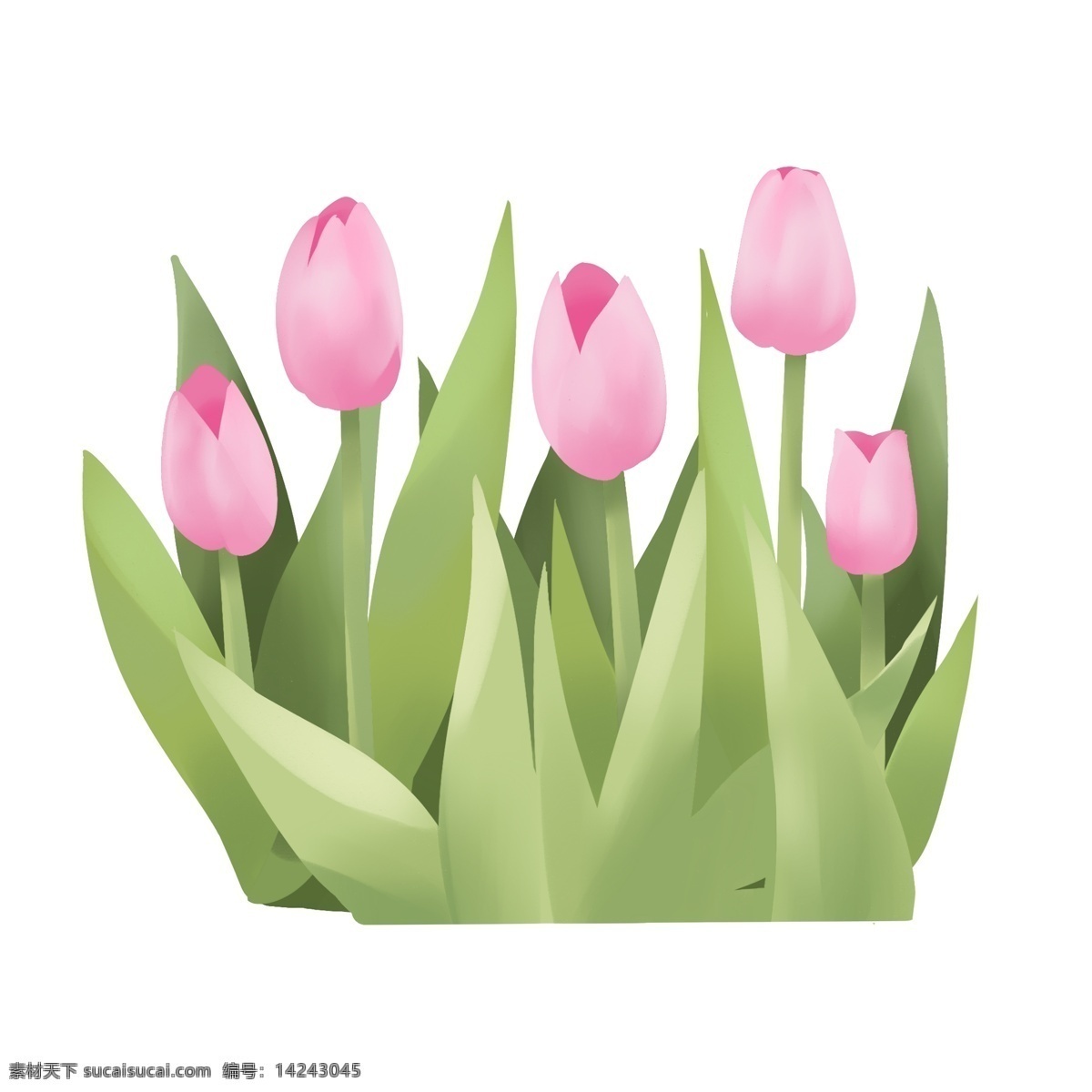 手绘 原创 鲜花 装饰 郁金香 荷兰 花 绿色 花朵 叶子 荷兰花 粉色