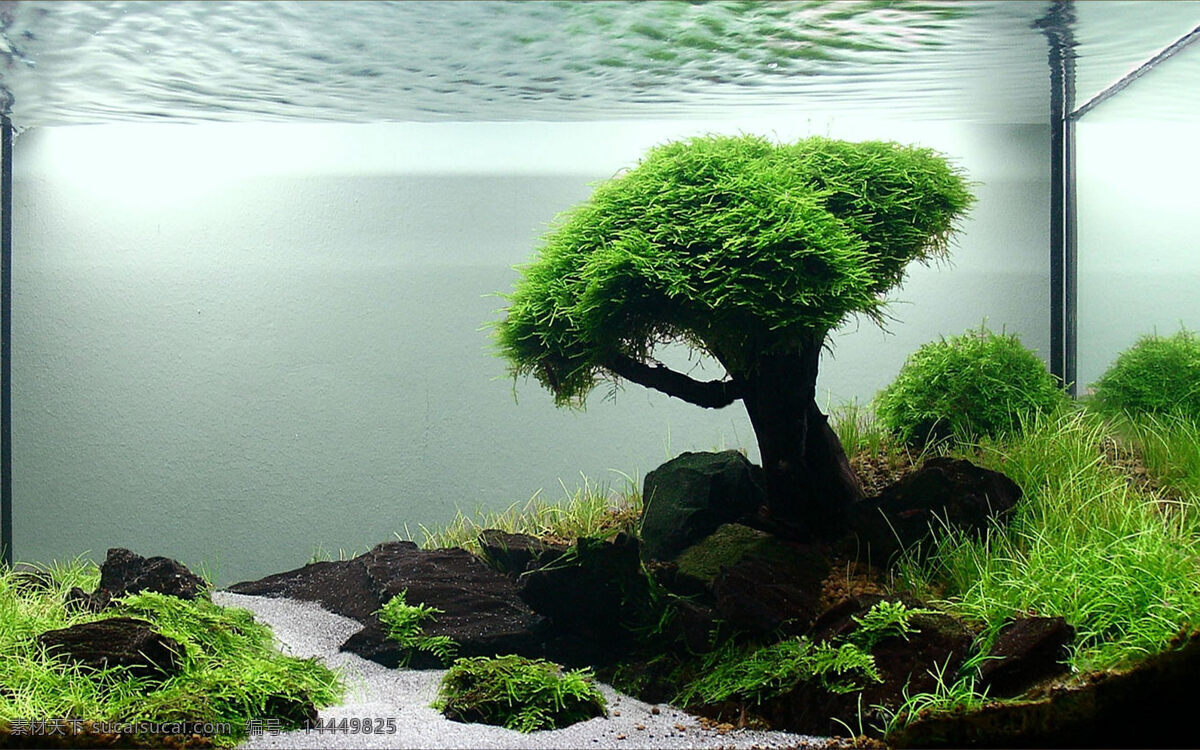魚缸造景藝術(shù) 高清實(shí)景拍攝 背景素材 高清 正膠貼圖 魚缸背景 造景 文化藝術(shù)