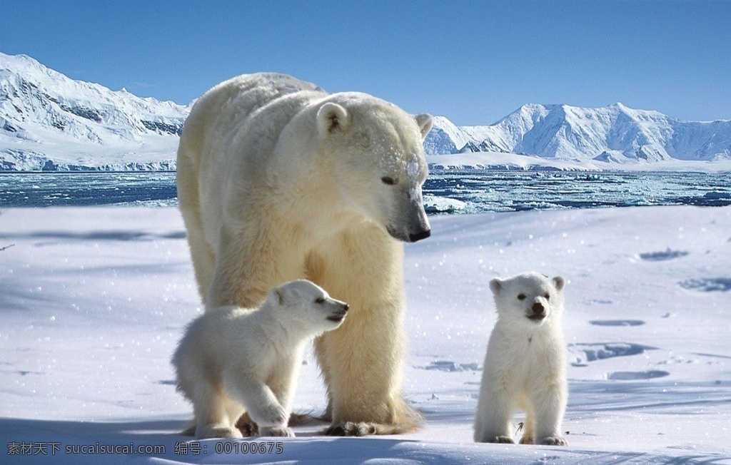 北极熊 冰山 分层 源文件