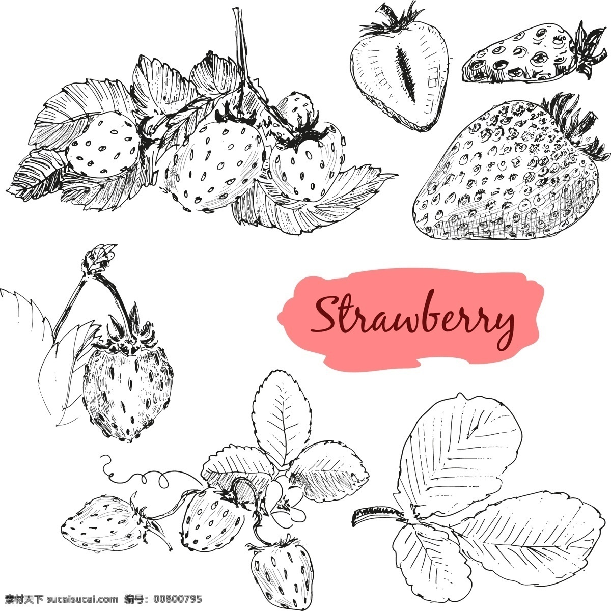 黑白手绘草莓 黑白 植物 水果 手绘 草莓 叶子