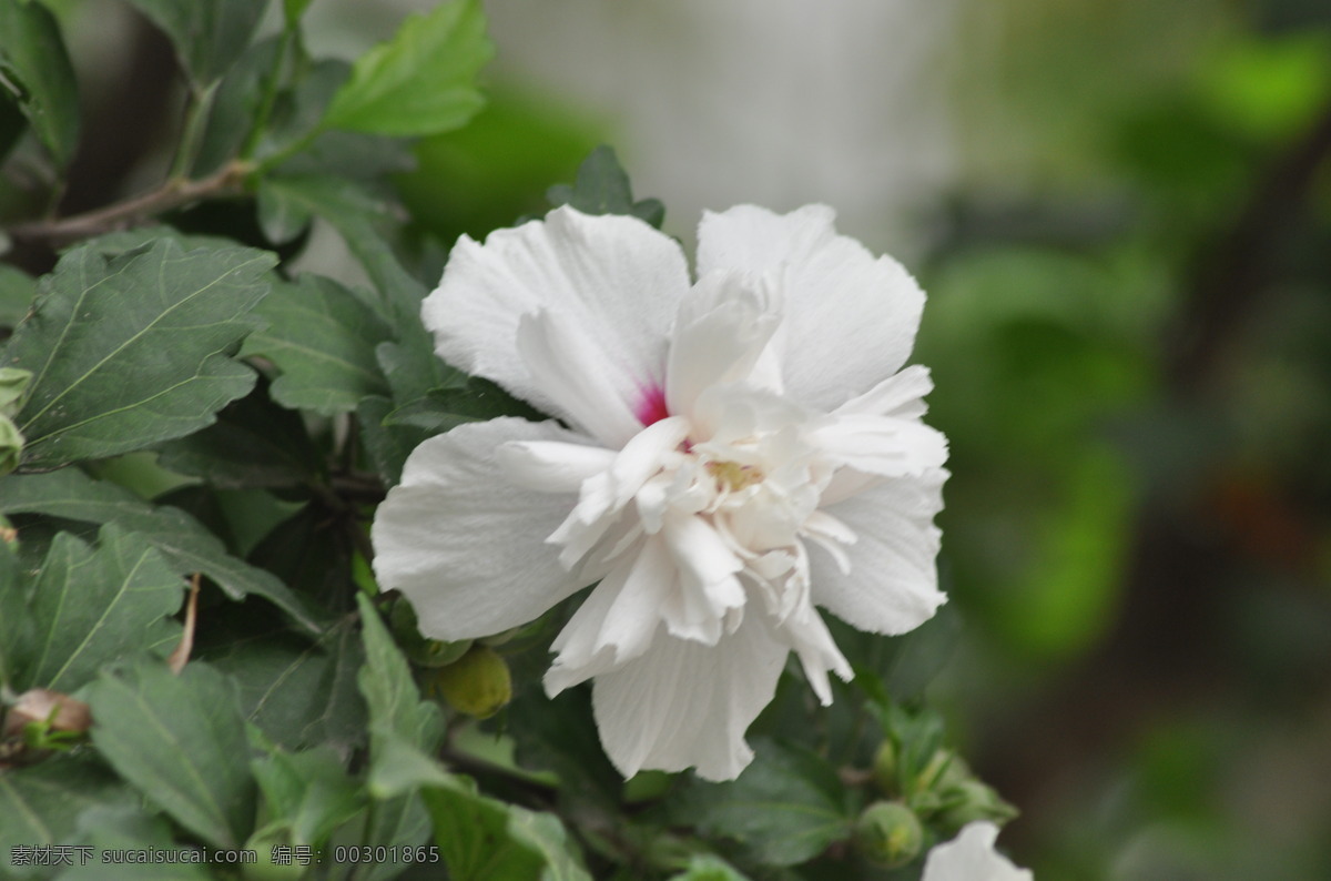 木槿花开 白色木槿花 绿叶 蓓蕾 木槿花 花草 生物世界