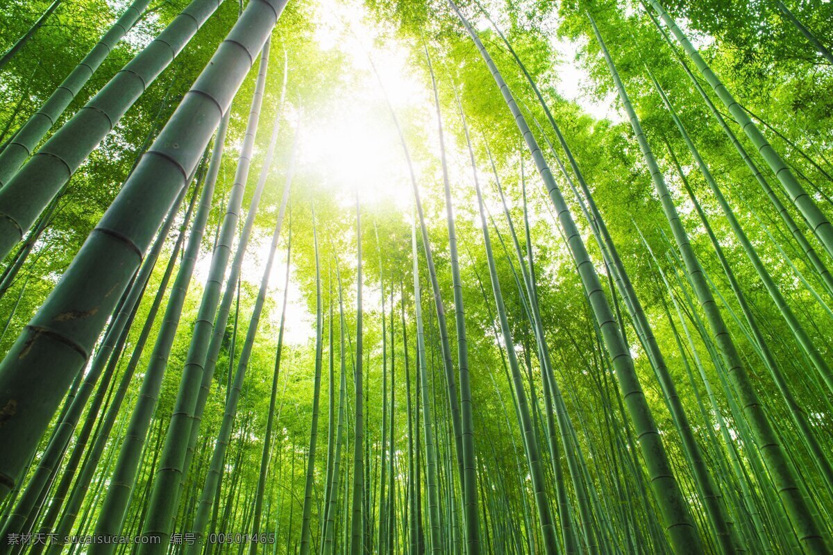 竹林 竹子 翠竹 阳光 光线 绿竹 绿色背景 竹子背景 竹子特写 竹叶 生物世界 树木树叶