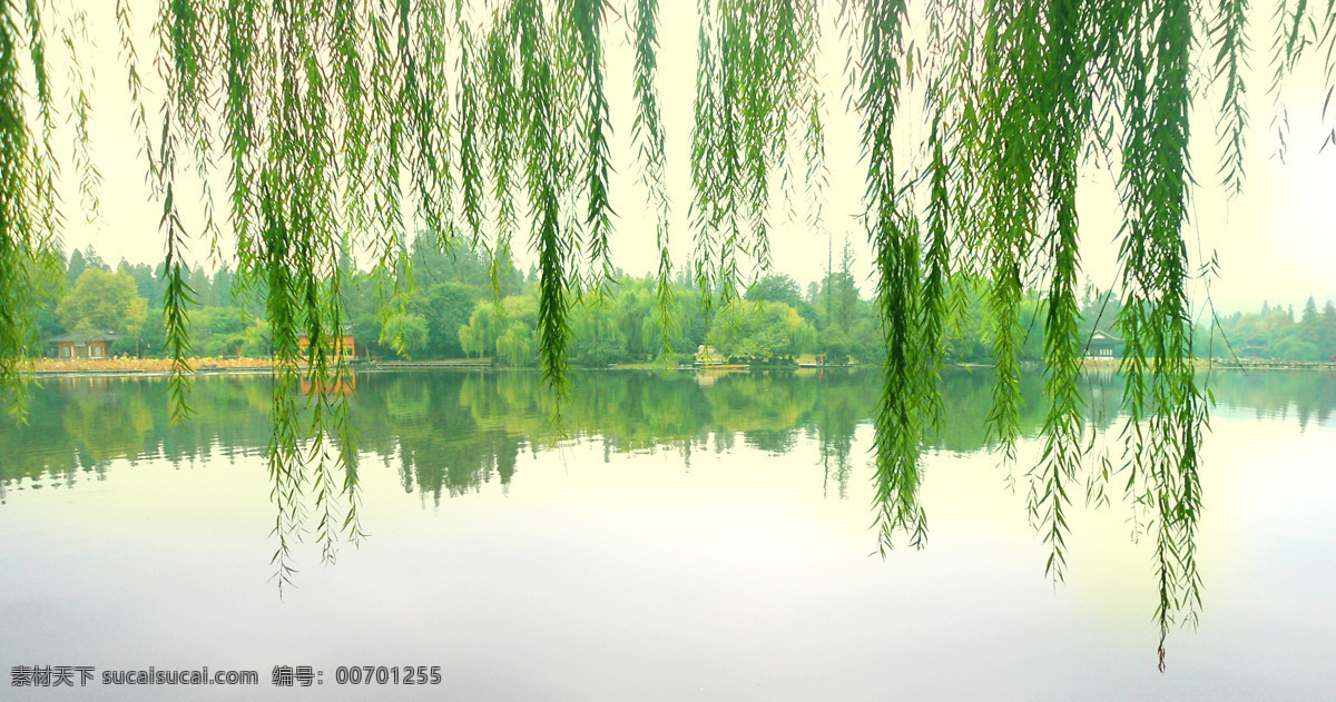 杭州西湖 杨柳 西湖美景 柳树 垂柳 西湖 西湖风景 旅游摄影 自然风景