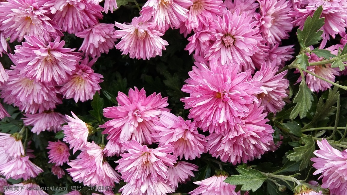 菊花花丛 菊花 花丛 粉色 秋天 背景 热烈 温馨 生物摄影 生物世界 花草