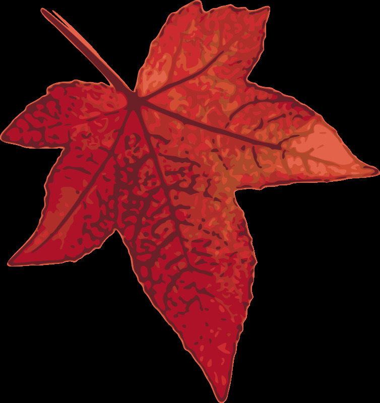 红色 枫叶 枫 公园 花园 秋天 森林 树 树叶 叶 自然 fall2010 照相写实主义 红色的 追溯到 温暖的 插画集