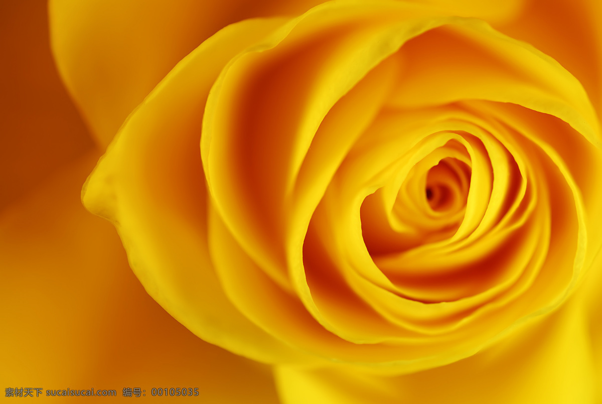 黄 玫瑰 黄玫瑰 玫瑰花 黄色玫瑰花 花特写 花朵 高清图片 花草树木 生物世界