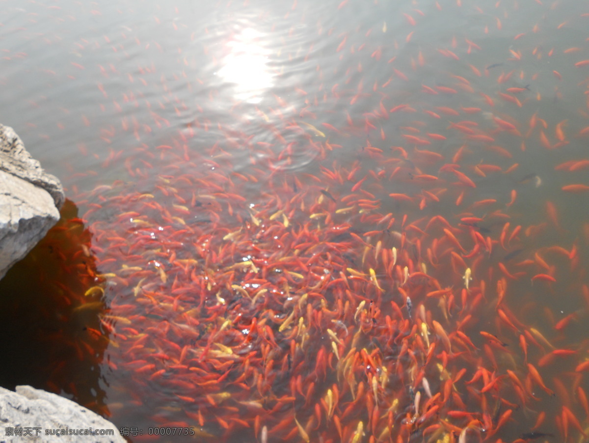 鱼群 聚集 金鱼 生物世界 石头 阳光 鱼类 鱼群聚集 水