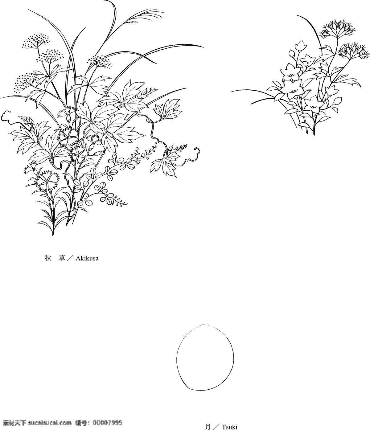 日本 植物 花卉 矢量 秋草 月亮 画 画线 矢量图 其他矢量图