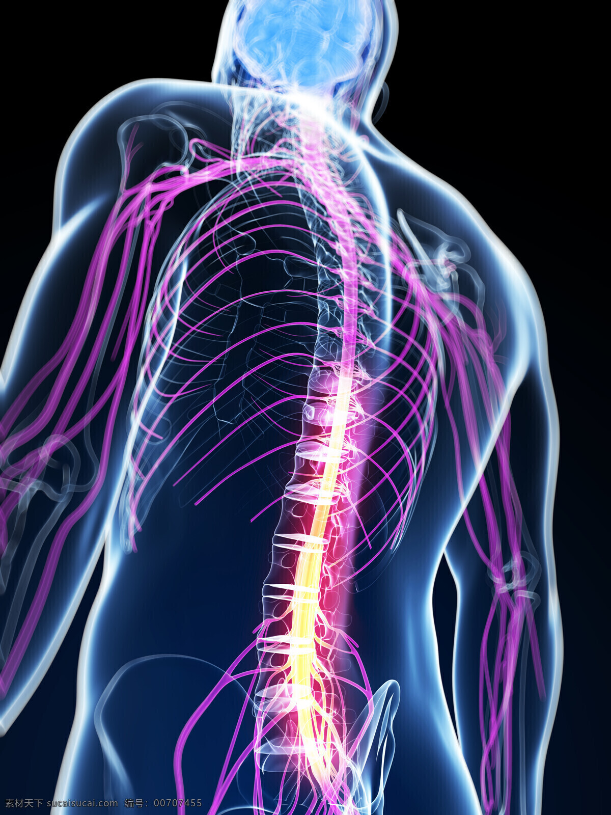 脊椎 神经 组织 神经组织 人体器官 人体组织 医疗护理 现代科技