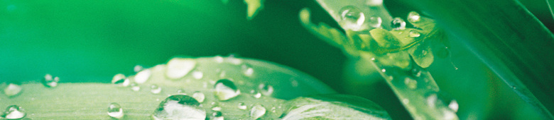 欧美 植物 网站 模板 html模板 绿色模板 欧美模板 植物模板 网页素材 网页模板