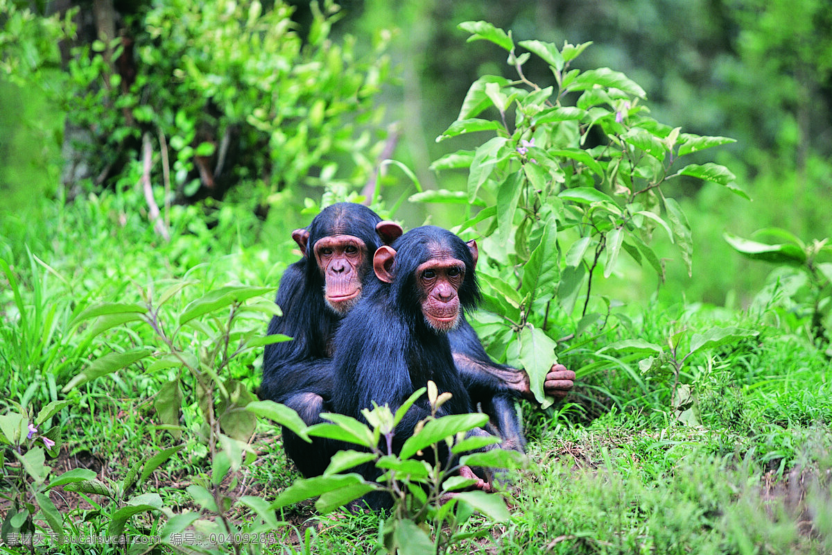 两 只 相互 依偎 猩猩 动物 野生动物 森林 亲密 陆地动物 生物世界 绿色