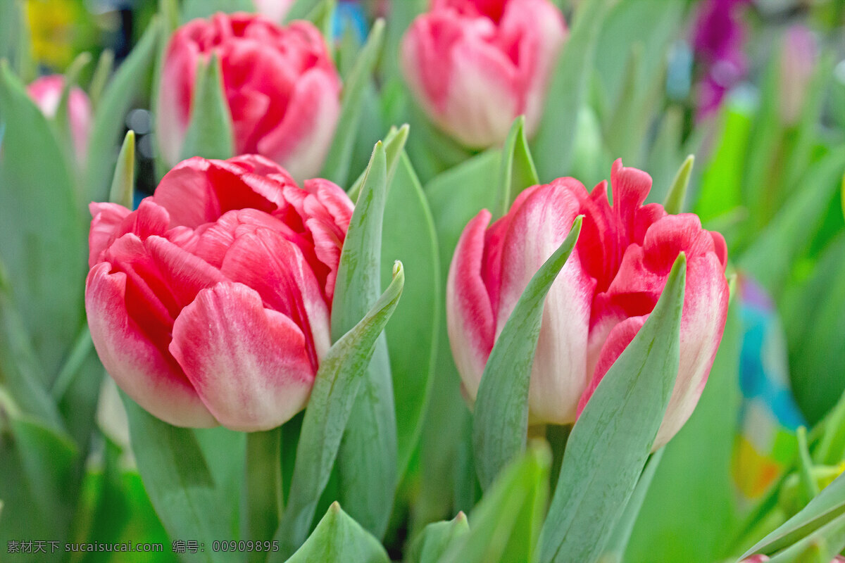 郁金香花 生物世界