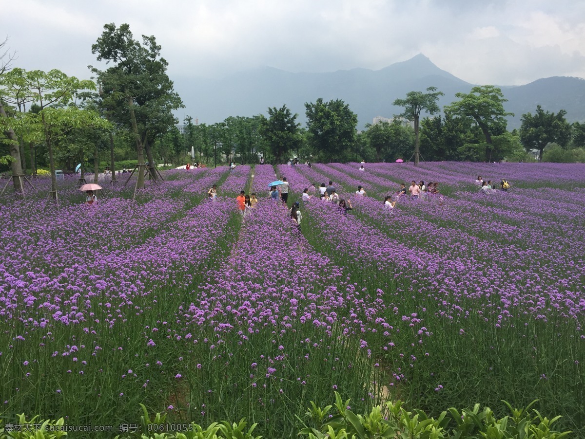 马鞭草 普罗旺斯 薰衣草 紫色 花海 生物世界 花草